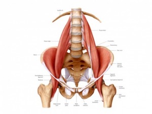 psoas_460x460